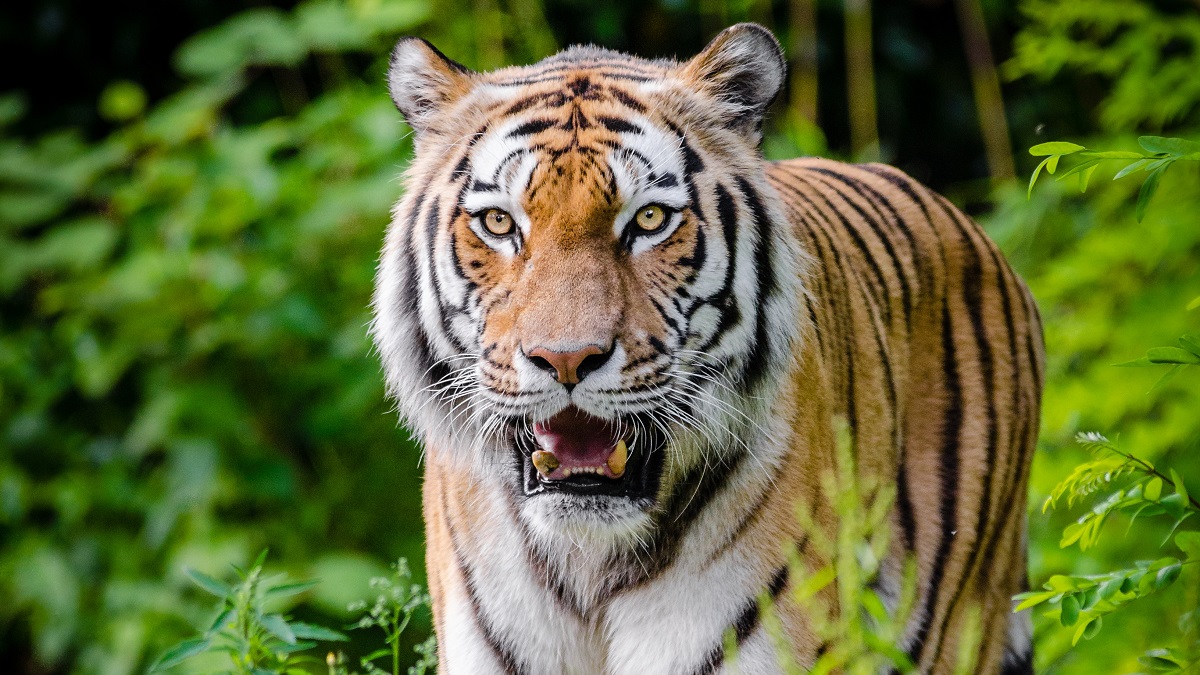 A tiger bears its teeth