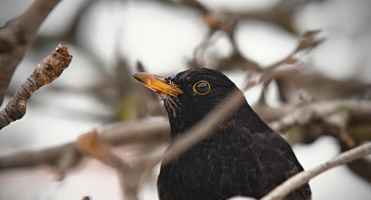 A blackbird